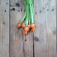 PARIS MARKET CARROT SEEDS